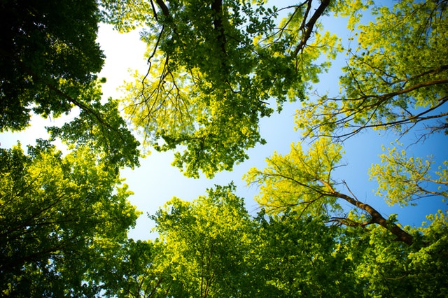 deca-manutenzione-verde